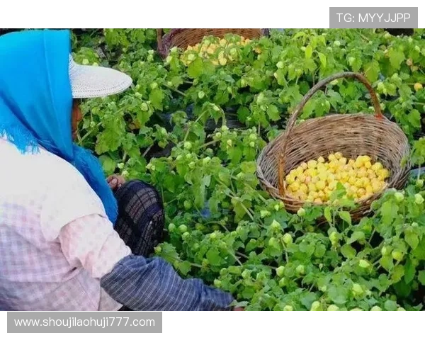 水果老虎机电脑版最新活动资讯，第一时间掌握丰富奖励和限时优惠信息